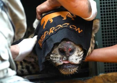 Entenda por que on&ccedil;a-pintada que matou caseiro ser&aacute; mantida em cativeiro