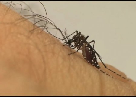 MS confirma s&eacute;tima morte por Chikungunya, recorde hist&oacute;rico no Estado
