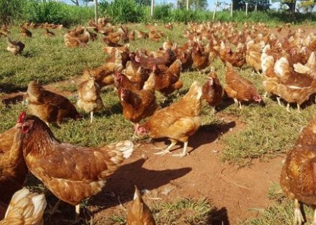 MS descarta suspeita de gripe avi&aacute;ria em Terenos