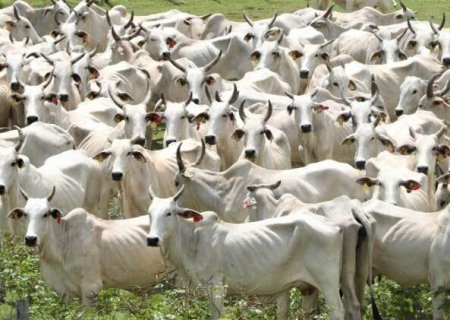 Pecu&aacute;ria no Pantanal ganha plano para exportar mais e preservar ecossistema