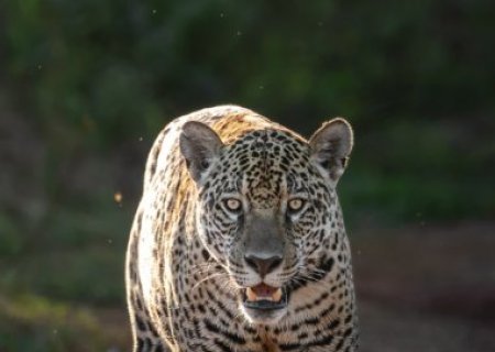 On&ccedil;a resgatada de inc&ecirc;ndio &eacute; vista livre na natureza no Pantanal