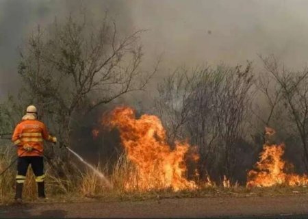 Cientista de MS investiga rela&ccedil;&atilde;o entre queimadas e "super" fungos no Pantanal