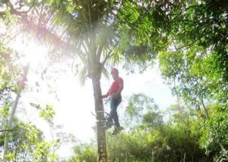 Pesquisa quer ampliar oferta de sementes nativas para restaurar o Cerrado