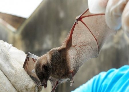 Risco do v&iacute;rus Nipah chegar ao Brasil existe, mas a chance de surto &eacute; baixa