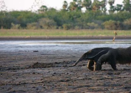 Plano nacional contra desertifica&ccedil;&atilde;o prev&ecirc; ampliar &aacute;reas protegidas no Pantanal