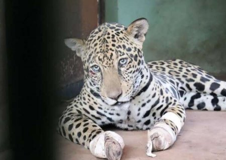 Lei cria estrat&eacute;gia nacional para resgate de animais em desastres ambientais