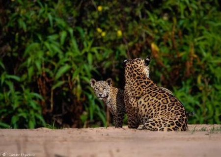 Estudo em MS prop&otilde;e pagamento a produtor que preserva habitat da on&ccedil;a-pintada
